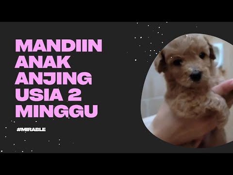 Video: Anak Anjing - Bulan Pertama Kehidupan