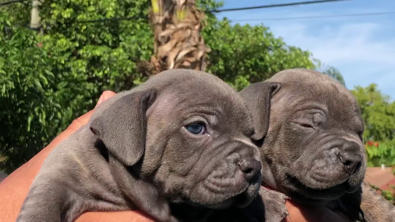 blue staff pup