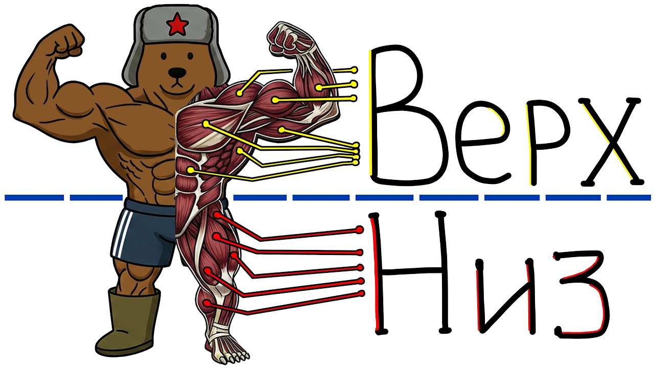 Тренировка Верх-Низ: Медвежий План На 4 Дня!