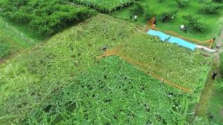 ドローンでのブドウ棚防鳥ネット張り実証実験