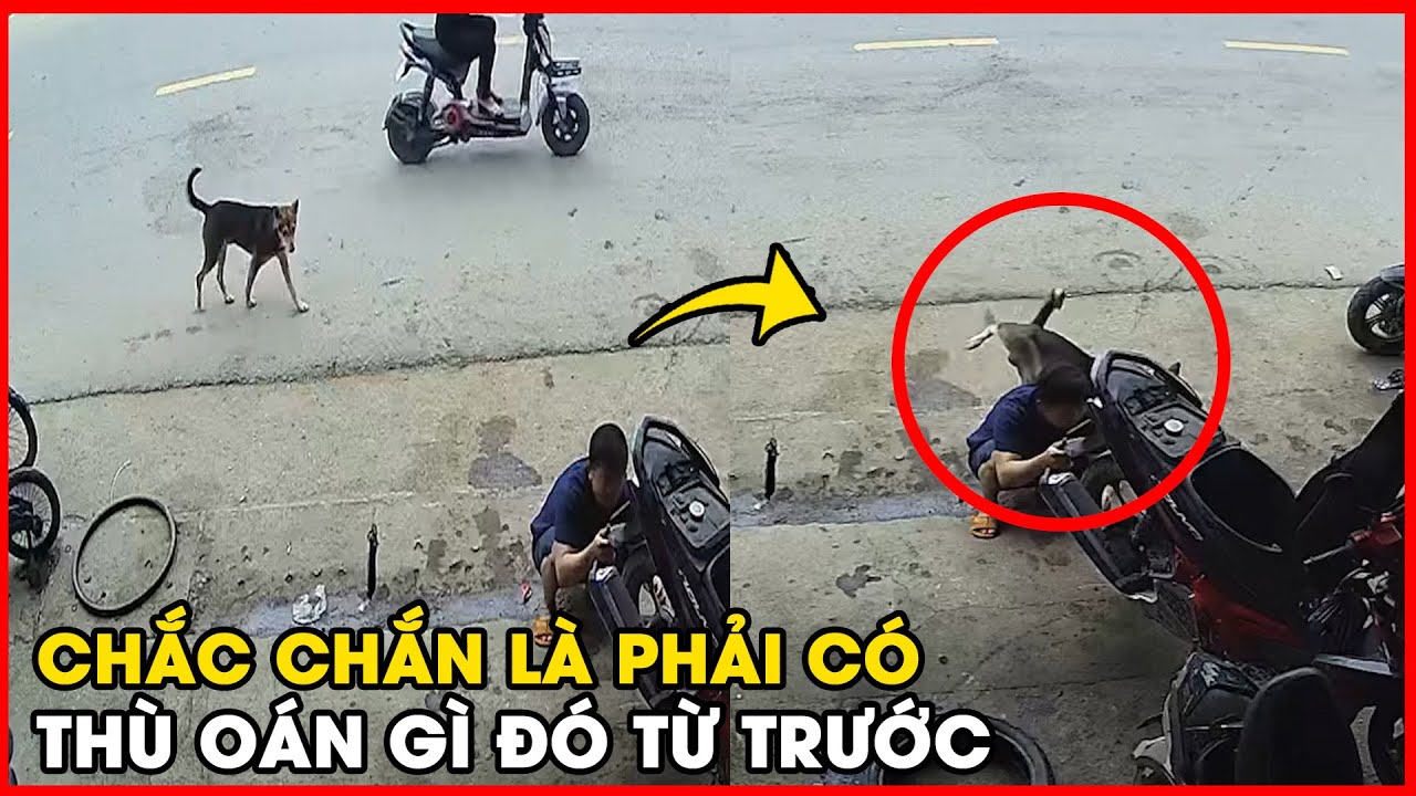 CƯỜI RỤNG RĂNG Với Pha Đánh Dấu Lãnh Thổ Của EM CHÓ HÀNG XÓM 🐕 Khiến Anh Thợ CỰC CAY 🌶️