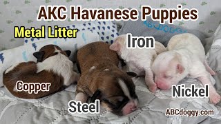 AKC Havanese Puppies * Males * Metal Litter * Ready September 28th * ABCdoggy.com
