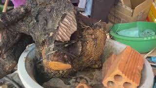 M503 gl cây cẩm thị 1400k LH 0707713796 Khương bonsai