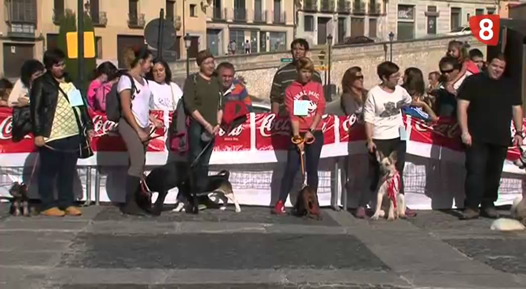 CONCURSO PROTECTORA DE ANIMALES