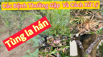 Tùng la hán các bệnh thường gặp và cách xử lí