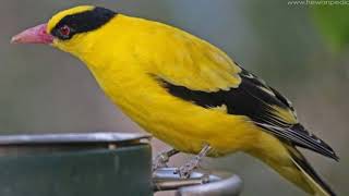 Ciri Burung Kepodang Jantan dan Betina