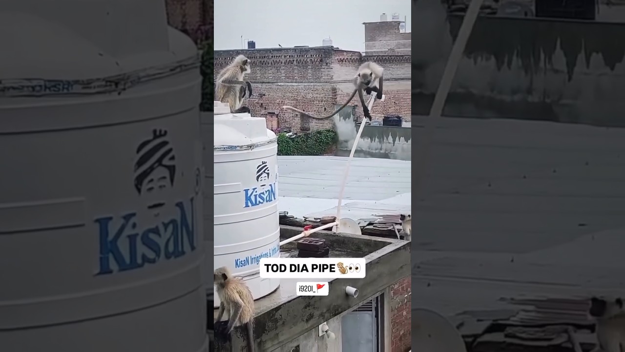 😱🐒 monkey pipe tod diya🚩