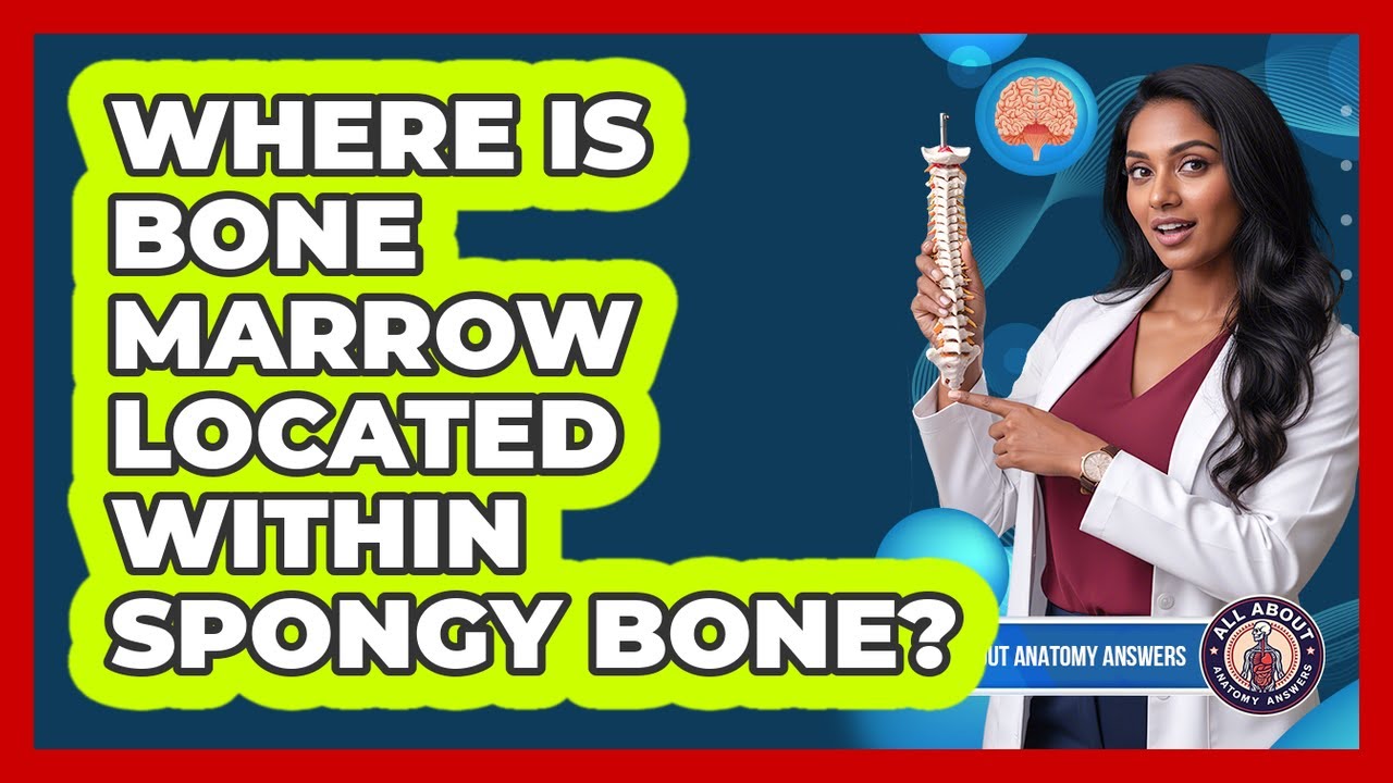 Where Is Bone Marrow Located Within Spongy Bone?