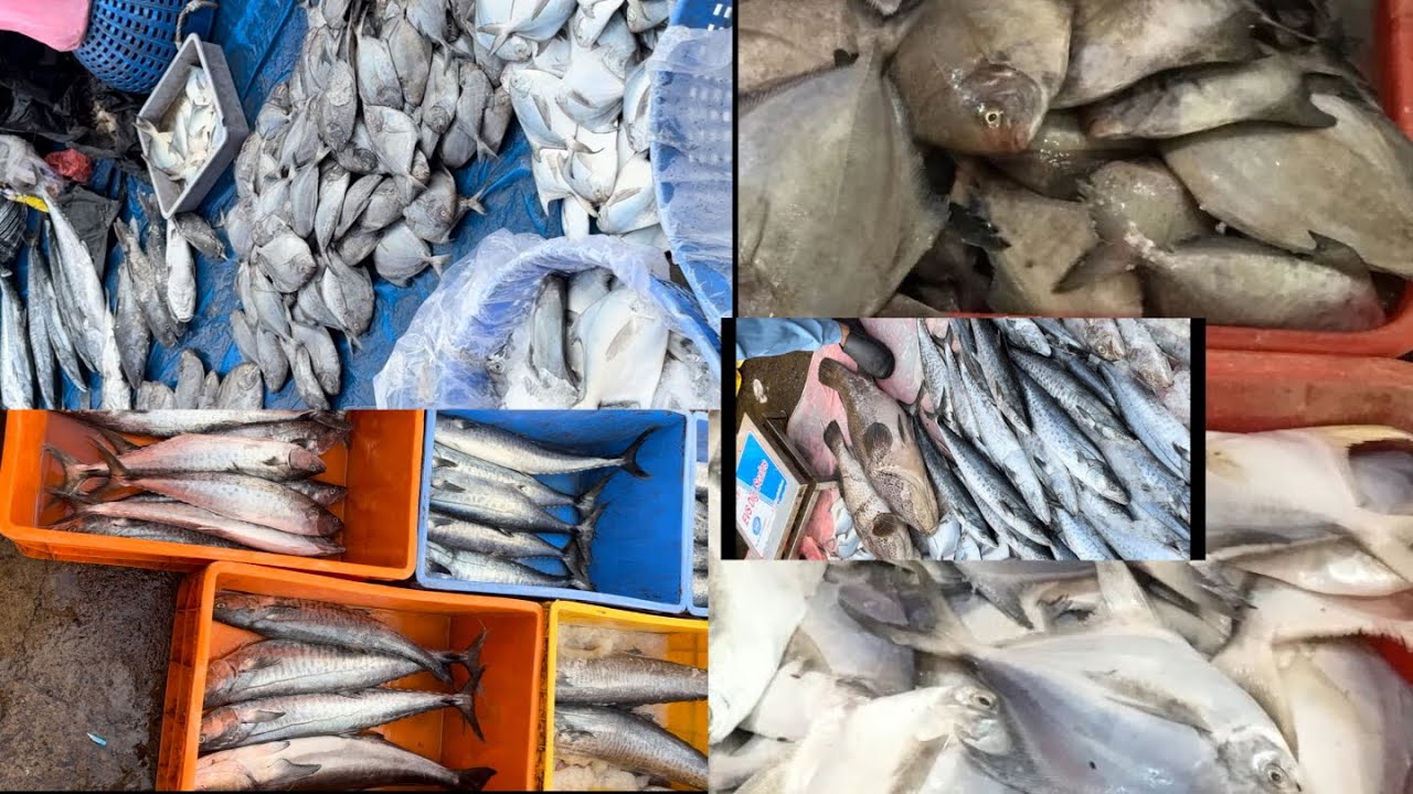 Mangalore Dakke | Biggest fish market Mangalore | Manglore Fish Market