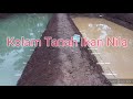 Kolam Tanah Ikan Nila