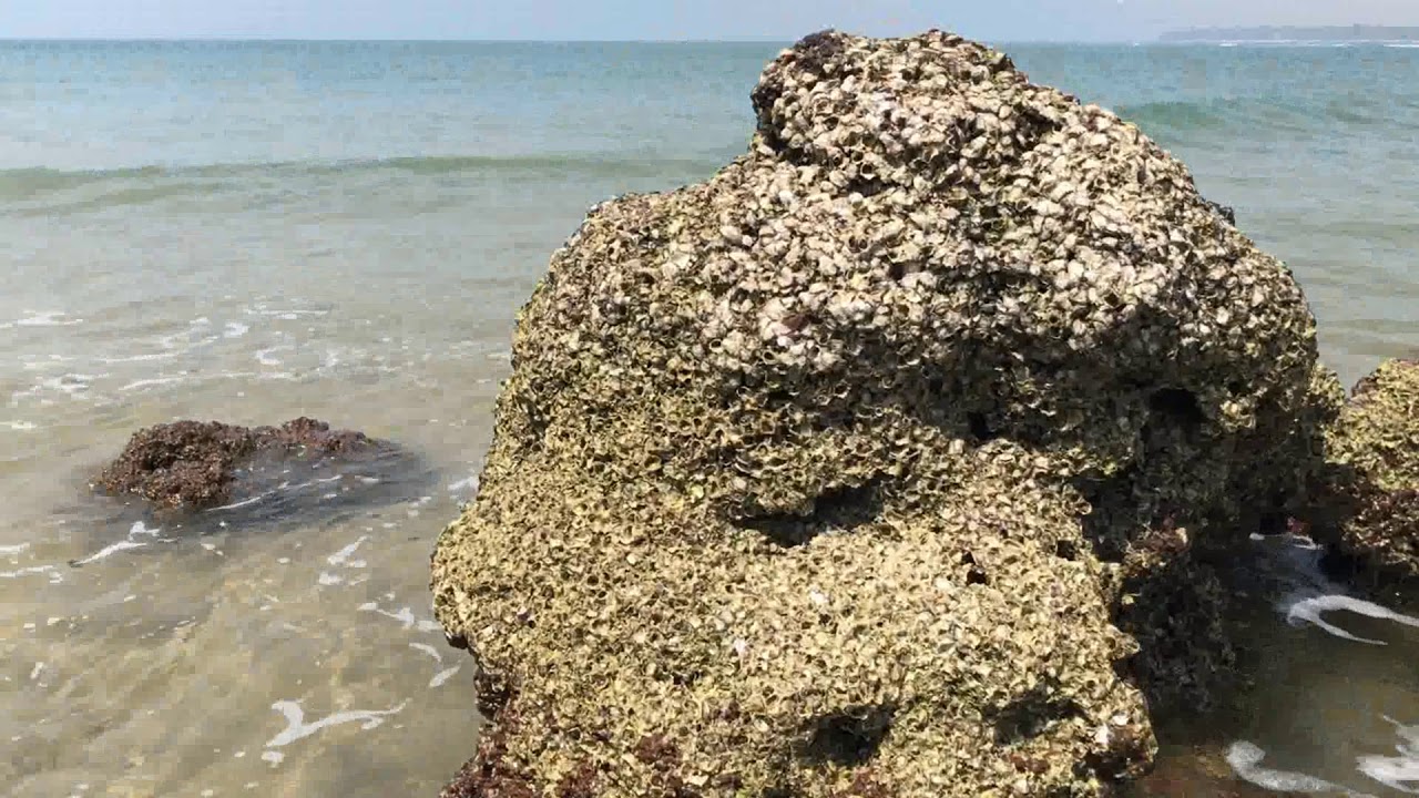 Bhogve Beach, Sindhudurga | Konkan Beaches