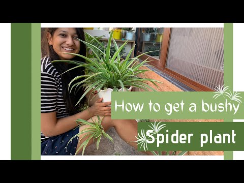 Tips to get a bushy spider plant | Roooted