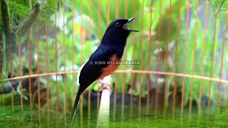 Download Lagu KRETEKAN MURAI BATU MEMANCING EMOSI !!!! MP3