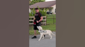 Moet u prikhalsbanden en e-halsbanden gebruiken?