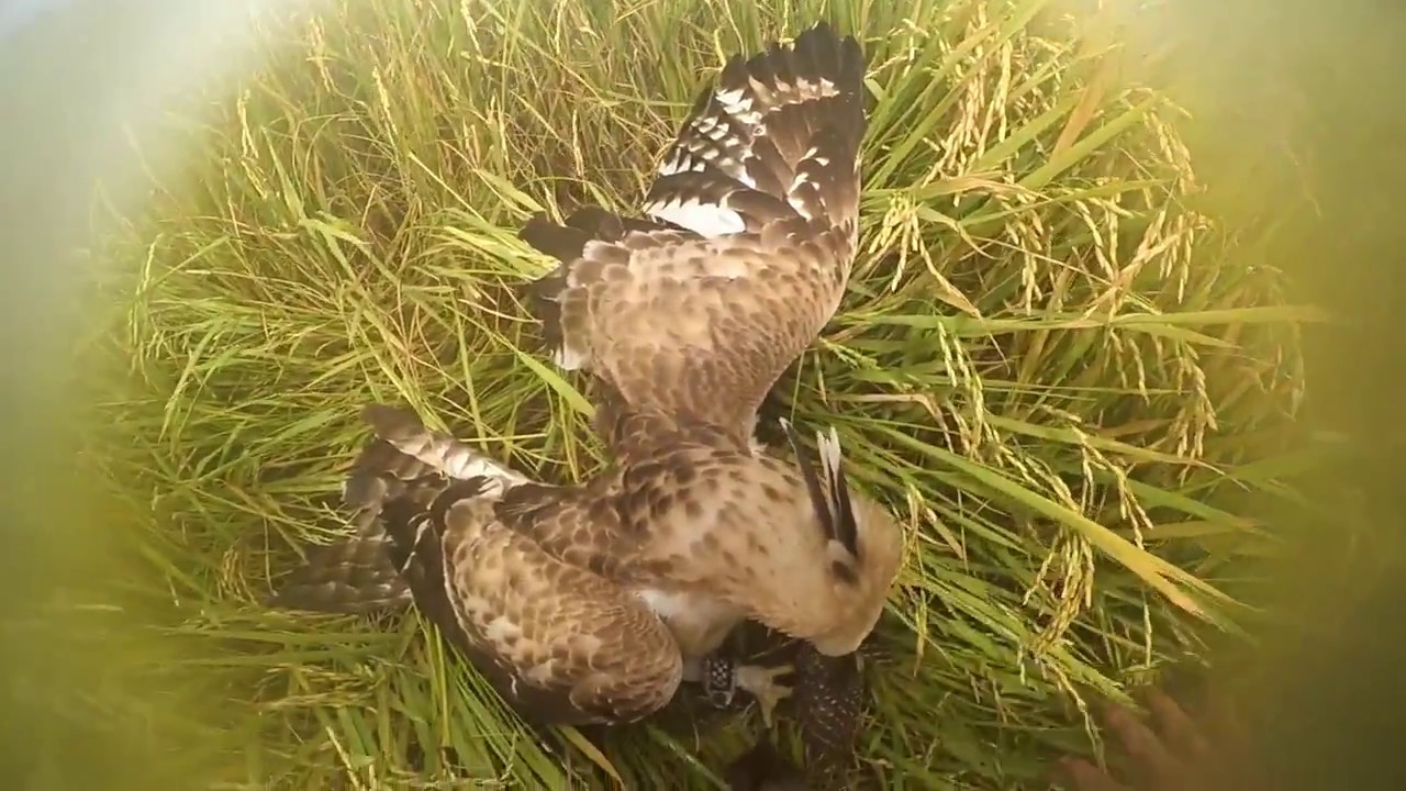 mountain hawk eagle hunting 
