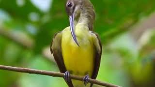 A very peaceful bird Great video and a beautiful bird