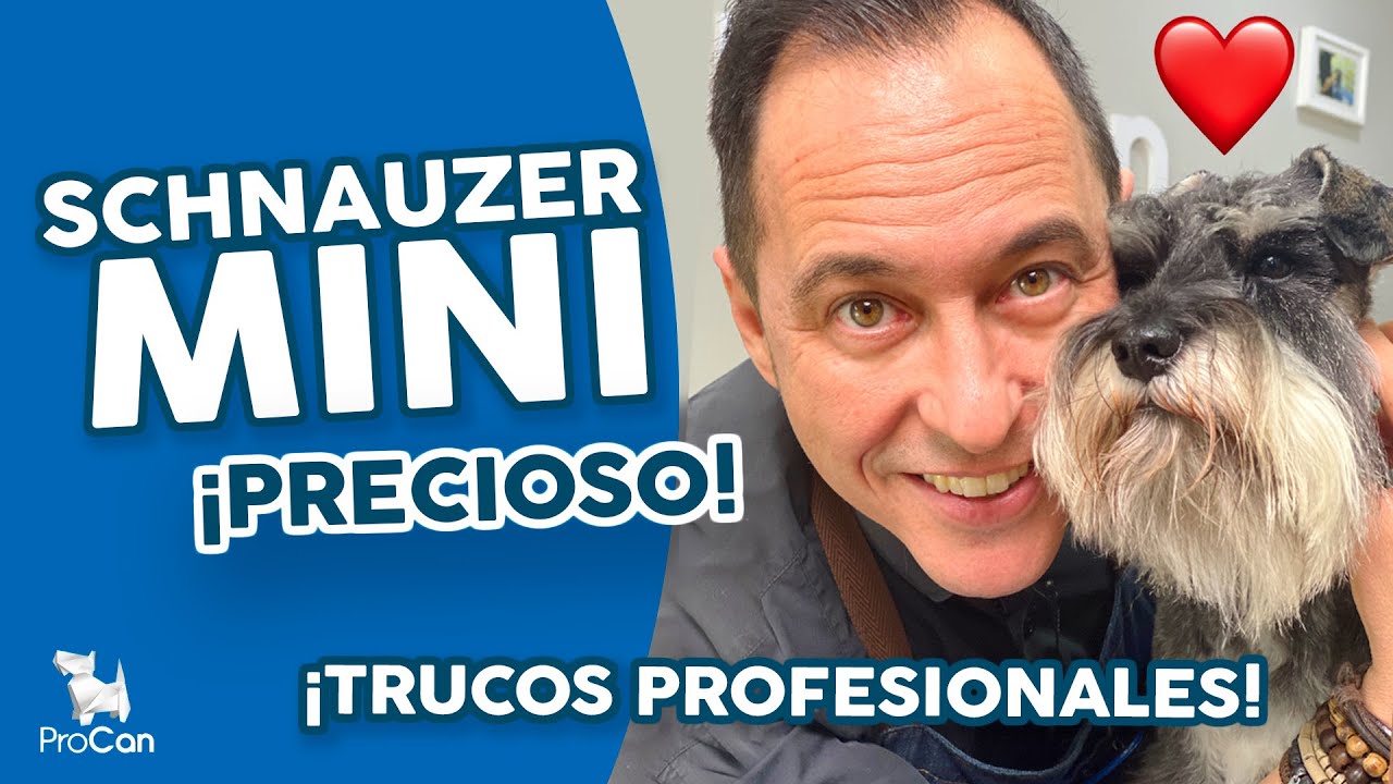 ¡MASTERCLASS GRATIS! 🔥🔥 Cómo cortar el pelo a un Schnauzer Mini Sal y