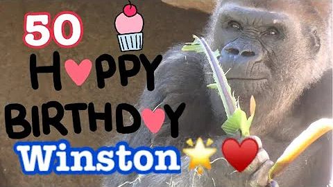 Happy Birthday Winston 🌸🌹 50 years old❤️ San Diego Safari Park