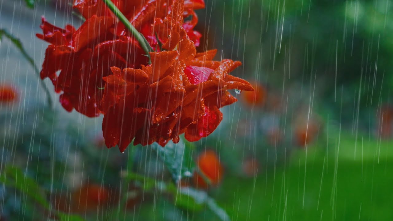 雨声,聆听自然的乐曲,帮助静心,睡眠,雨声助睡眠,白噪音,冥想,放松。 -Rain sounds for sleeping - YouTube