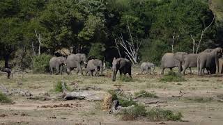 Little Elephants Running ❤️🐘 by Wildest Kruger Sightings 917 views 11 days ago 1 minute, 6 seconds