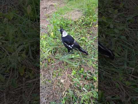 Dad Australian magpie gets a bale; Mum screams flying overhead #australia #birds #wildlife