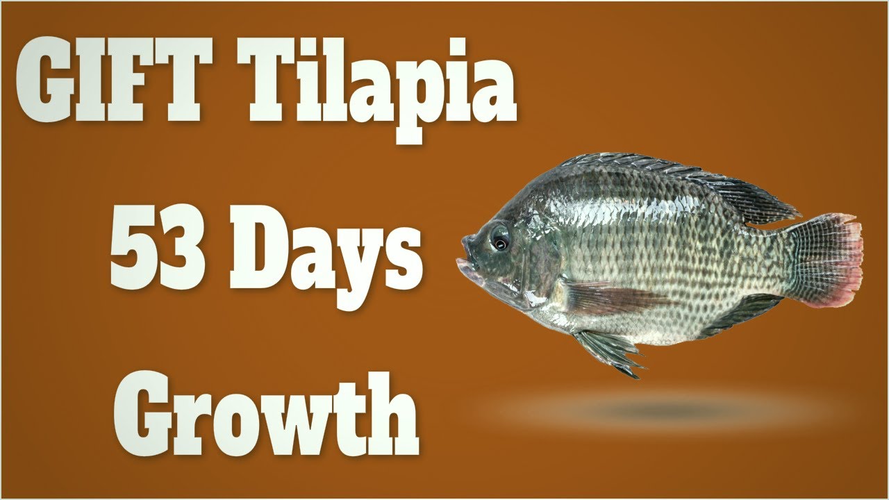 GIFT Tilapia Farming in Biofloc System Growth Update 3 - After 53