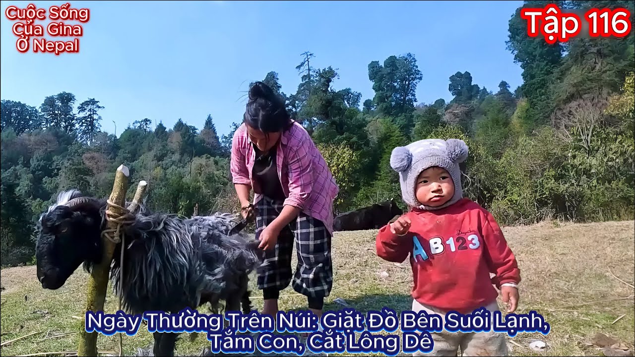 GINA Tập 116 - Ngày Thường Trên Núi: Giặt Đồ Bên Suối Lạnh, Tắm Con, Cắt Lông Dê