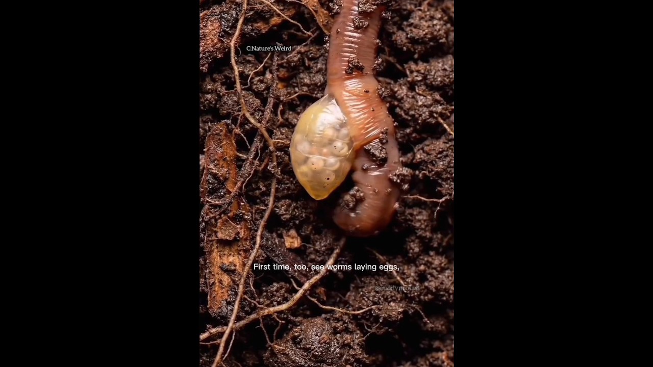 Черви откладывают яйца 