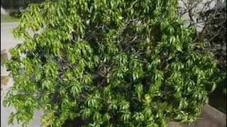 Erenia Velazquez - roof survey- 2361 SW 46th Ave Fort Lauderdale  FL 33317 United States