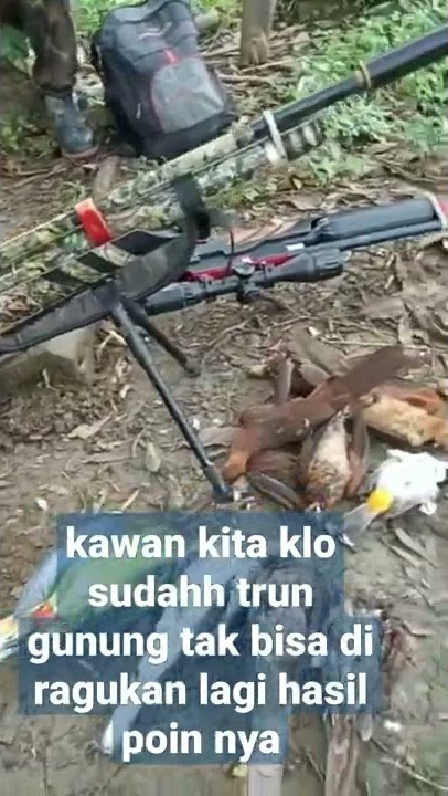 Berburu burung Tekukur api,kiriman video memanas 🤣🤣dari Kang Danu