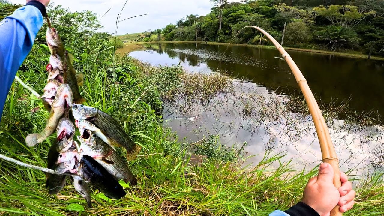TINHA MAIS TRAÍRA QUE AGUA!! A Vara de Bambu Sofreu... Pescaria caipira no Corrego