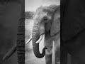 ​A Moment of Silence with the King of the Savanna
