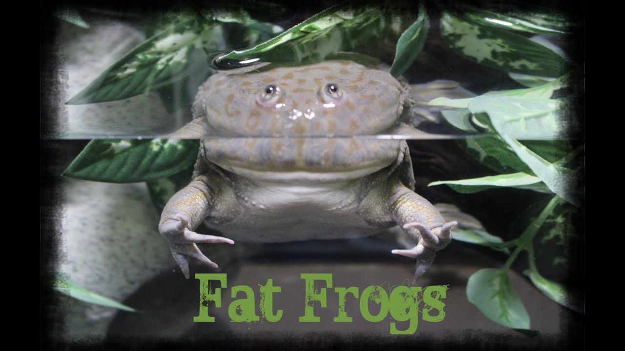 Setting Up a Budgett’s Frogs Enclosure!