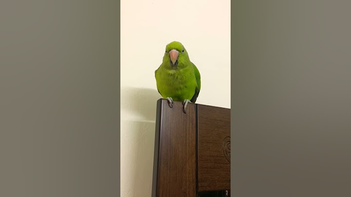 Parrot Talking her name Mina.
