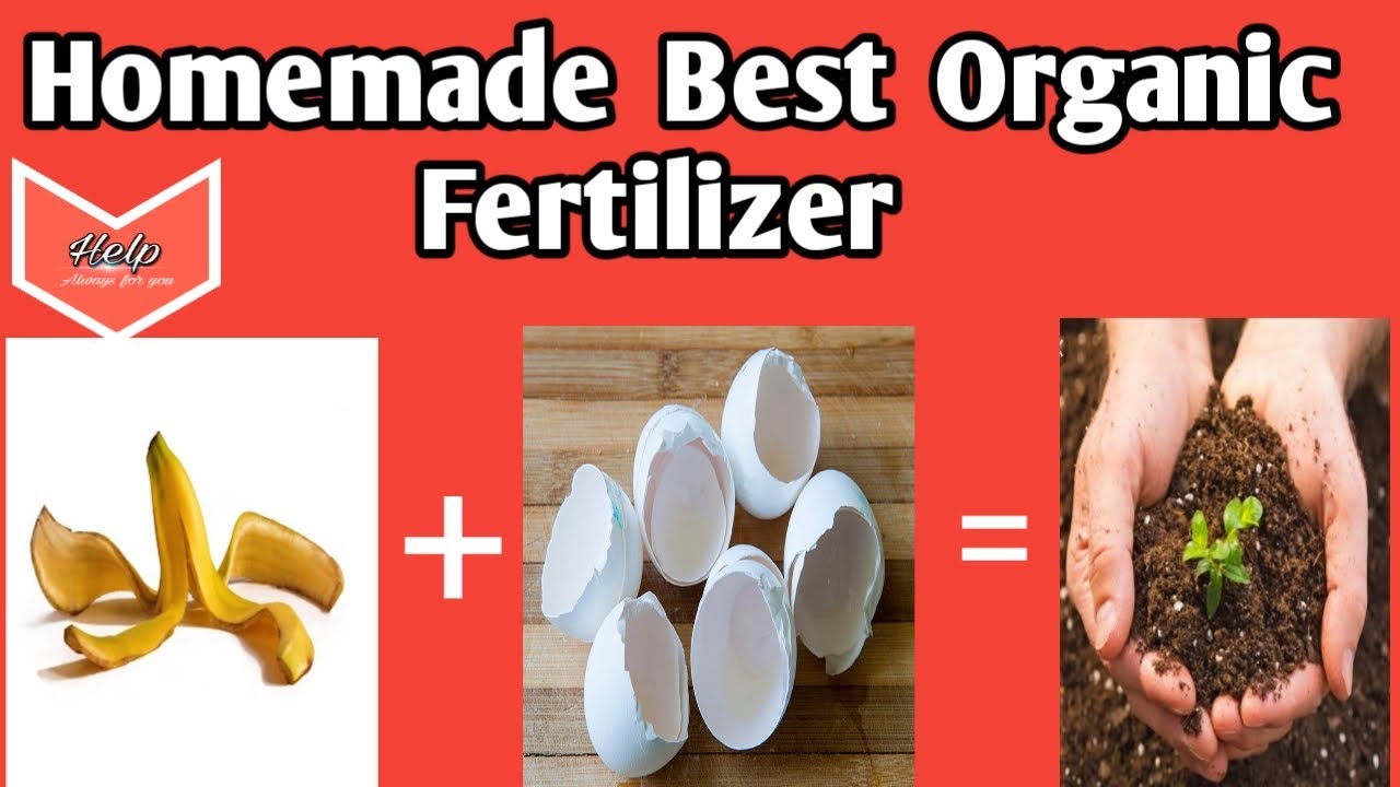 Homemade Best Organic Fertilizer || ঘৰতে অতি সহজে তৈয়াৰ কৰিব পৰা জৈৱিক সাৰ ।
