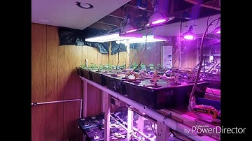 DIY Aeroponic and RDWC Strawberries 2019 Update 4