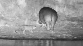 Tlalamba snuck past a hippo and headed towards drainage 5/8/26
This camera watches over Gowrie dam on Djuma Game Reserve, in the Sabi Sand Wildtuin, South Africa. In fact this is the oldest waterhole cam in Africa and the world. It’s been broadcasting LIVE from this spot since 1998. With some luck you will see big cats coming for a drink or even on a kill close by. You can also expect to see a lot of impala (light brown antelope), waterbuck (white circle on rump), nyala (males have yellow legs and females have white stripes on flanks) and many other types of mammals, birds and reptiles.The camera is remotely controlled by a volunteer corps of people around the world known as ‘zoomies’. They log into the camera according to a schedule in shifts, and pan, tilt and zoom in search of animals. Djuma was started in 1993 as a safari lodge by the Moolman family, and is renowned for the quality of its game safaris. Tlalamba snuck past a hippo and headed towards drainage 5/8/26