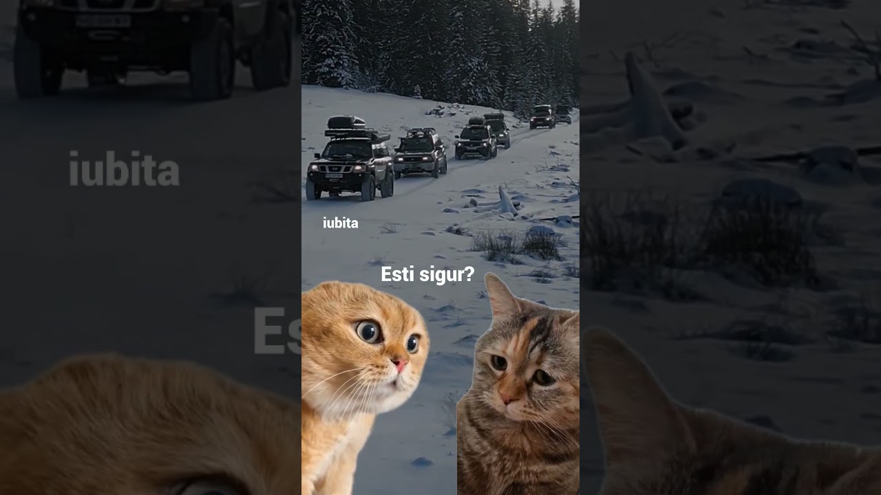 Cat de mult va plac masinile? #offroad #masini #automobile