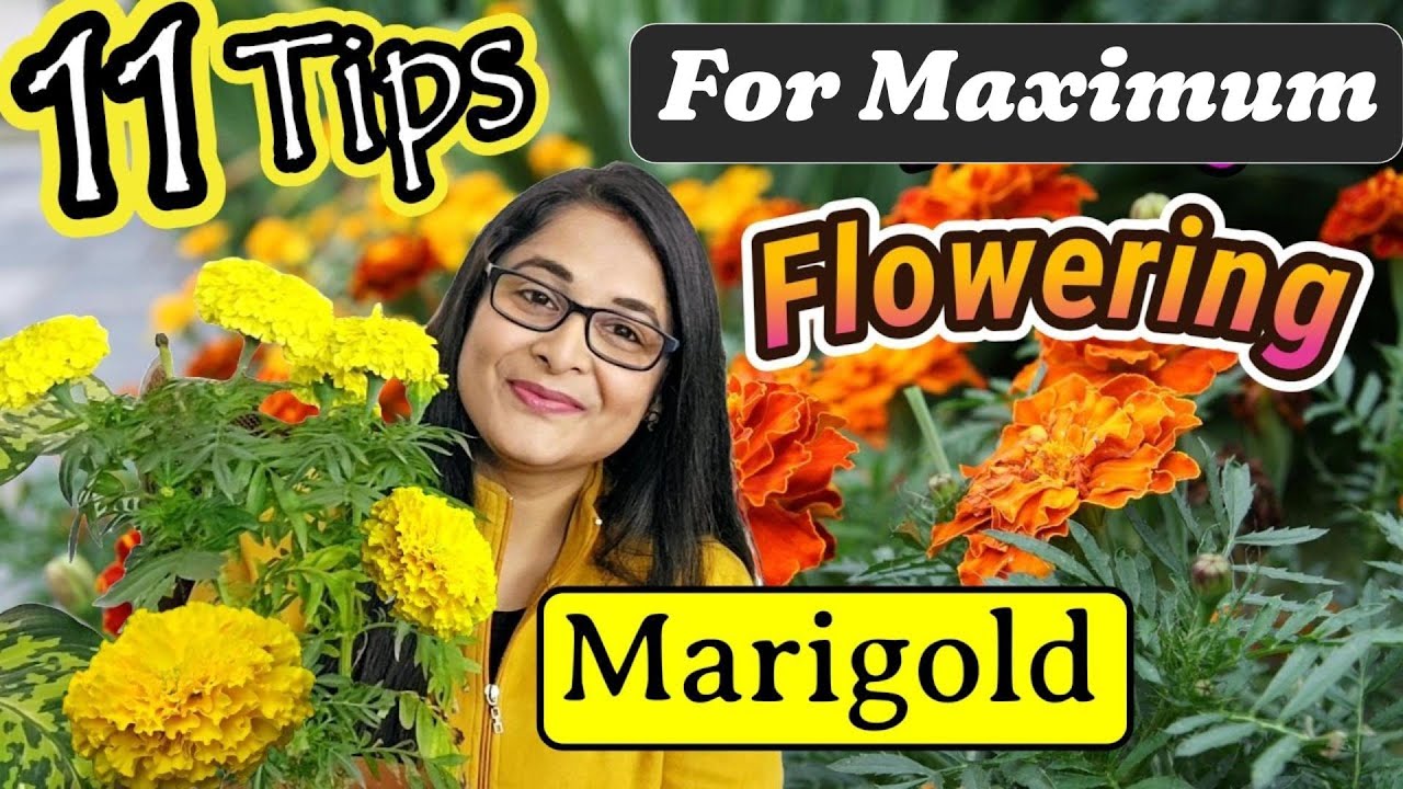 🔴MARIGOLD COMPLETE PLANT CARE TIPS TO MAKE BUSHY & FLOWERING/गेंदे के पौधे / GENDA PLANT 