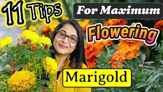 🔴MARIGOLD COMPLETE PLANT CARE TIPS TO MAKE BUSHY & FLOWERING/marigold plant / GENDA PLANT #marigold screenshot 2