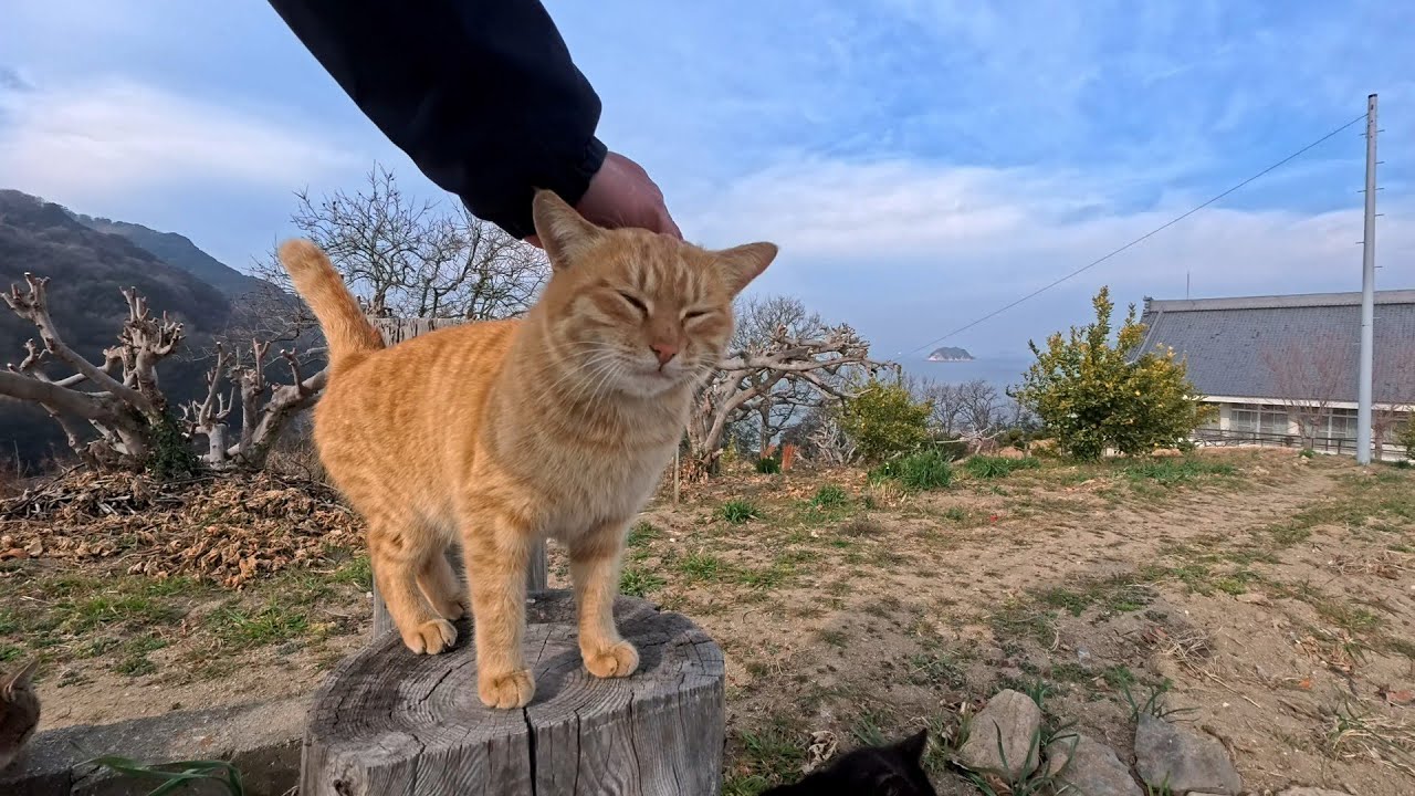 海が見渡せる丘に上って行く途中の細道で猫たちと出会って一緒に丘に向かった