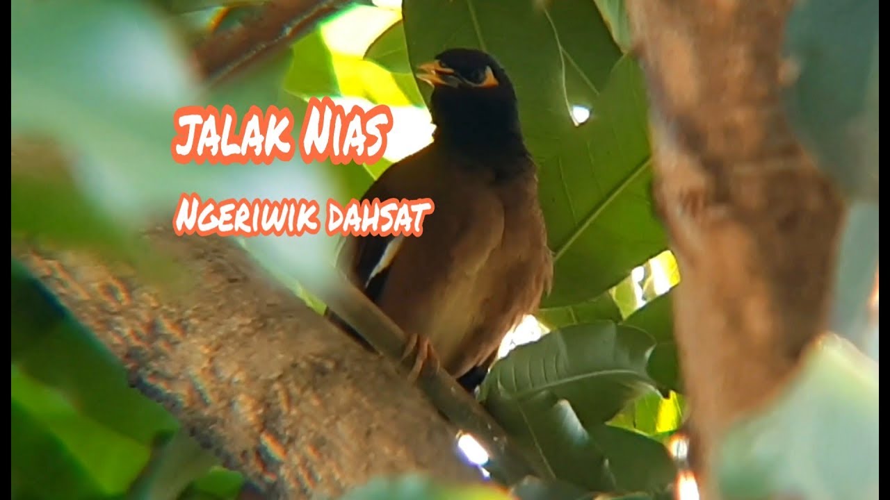 Burung Jalak Nias ngeriwik dahsat. 