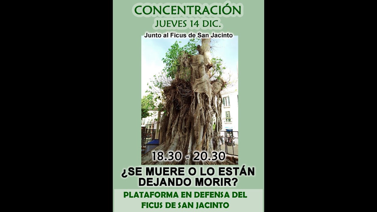 EL FICUS DE SAN JACINTO