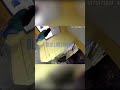 Hotel Meltdown, Mom's Outburst Leads to Arrest! #bodycam #police #confrontation #youtubeshorts
