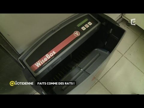 Faits comme des rats !