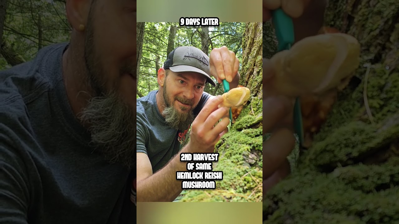 1 pound of Free Food in 2 Harvests...Same Tree