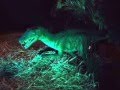 <h3>Velociraptor animado</h3>