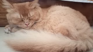 Our Cute Lily Are Sleeping So Cute