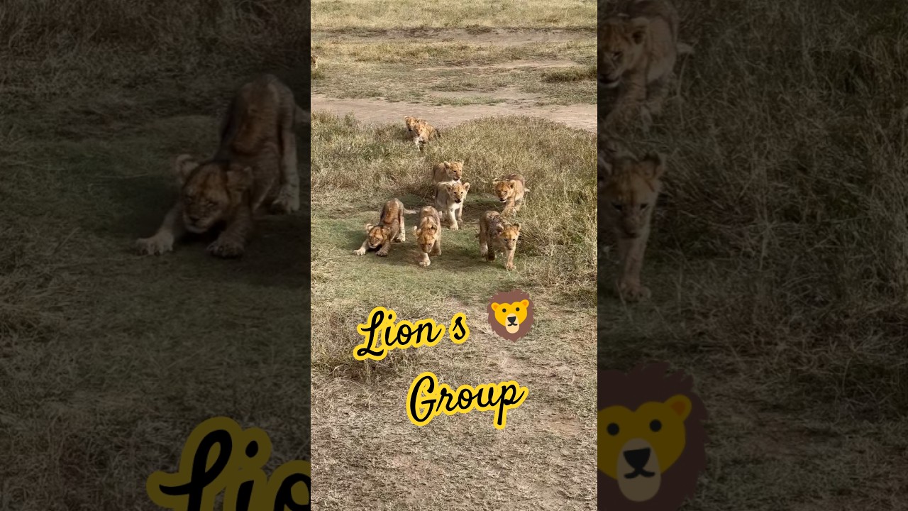 Group of animals 