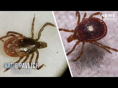 Lyme disease: Author examines potential link with bioweapons | Katie Pavlich Tonight